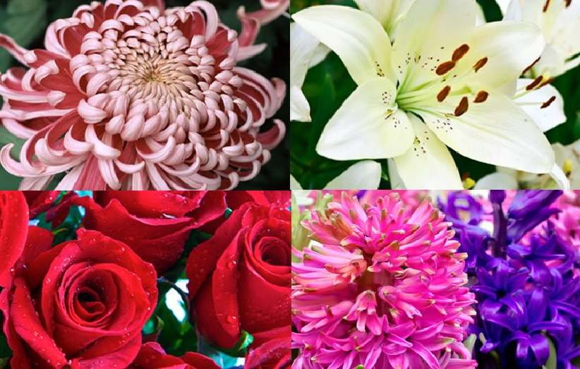 5 Types of Flowers That Will Convey your Love to your Partner