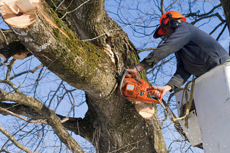 tree service in Beverly MA
